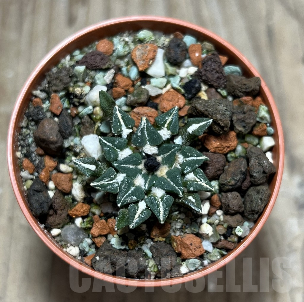 SHPR25176 Ariocarpus kotschoubeyanus v. sladkovskyi -Rio Verde- - Image 2