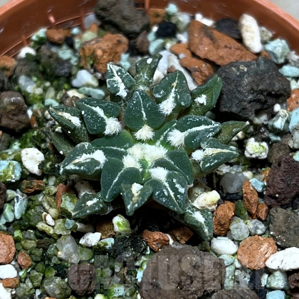 SHPR25177 Ariocarpus kotschoubeyanus v. sladkovskyi -Rio Verde-