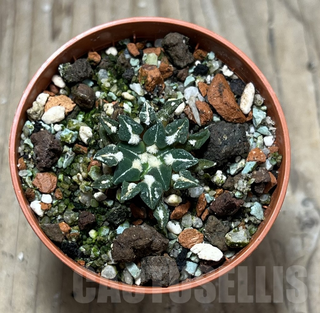 SHPR25177 Ariocarpus kotschoubeyanus v. sladkovskyi -Rio Verde- - Image 2