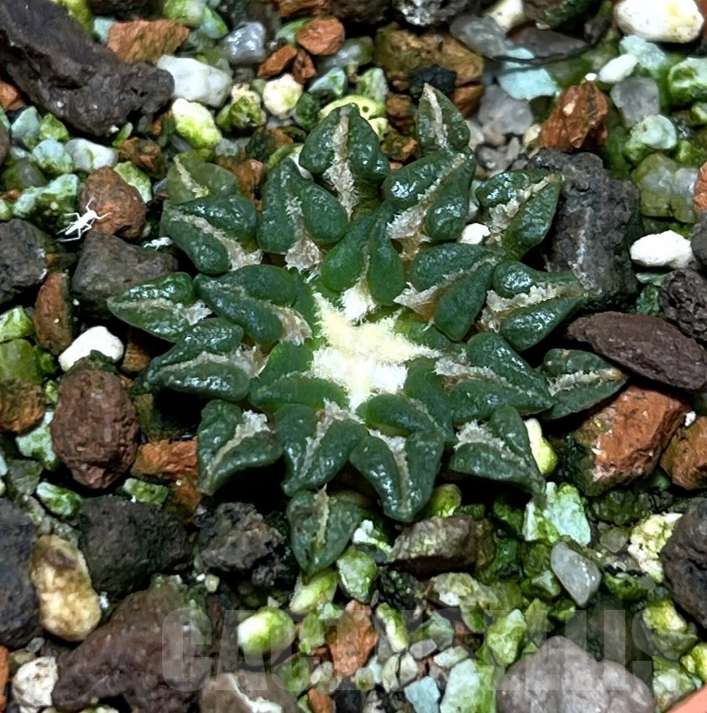 SHPR25178 Ariocarpus kotschoubeyanus v. sladkovskyi -Rio Verde-