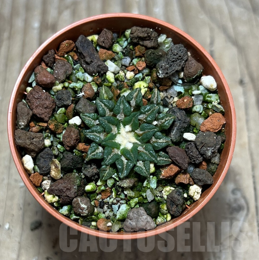 SHPR25178 Ariocarpus kotschoubeyanus v. sladkovskyi -Rio Verde- - Image 2