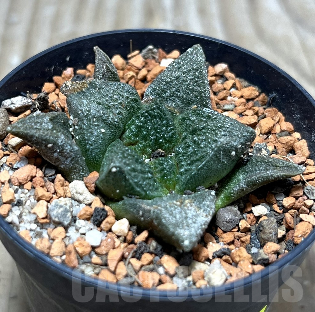 SHPR25179 Ariocarpus fissuratus -Cuatro Cienegas-