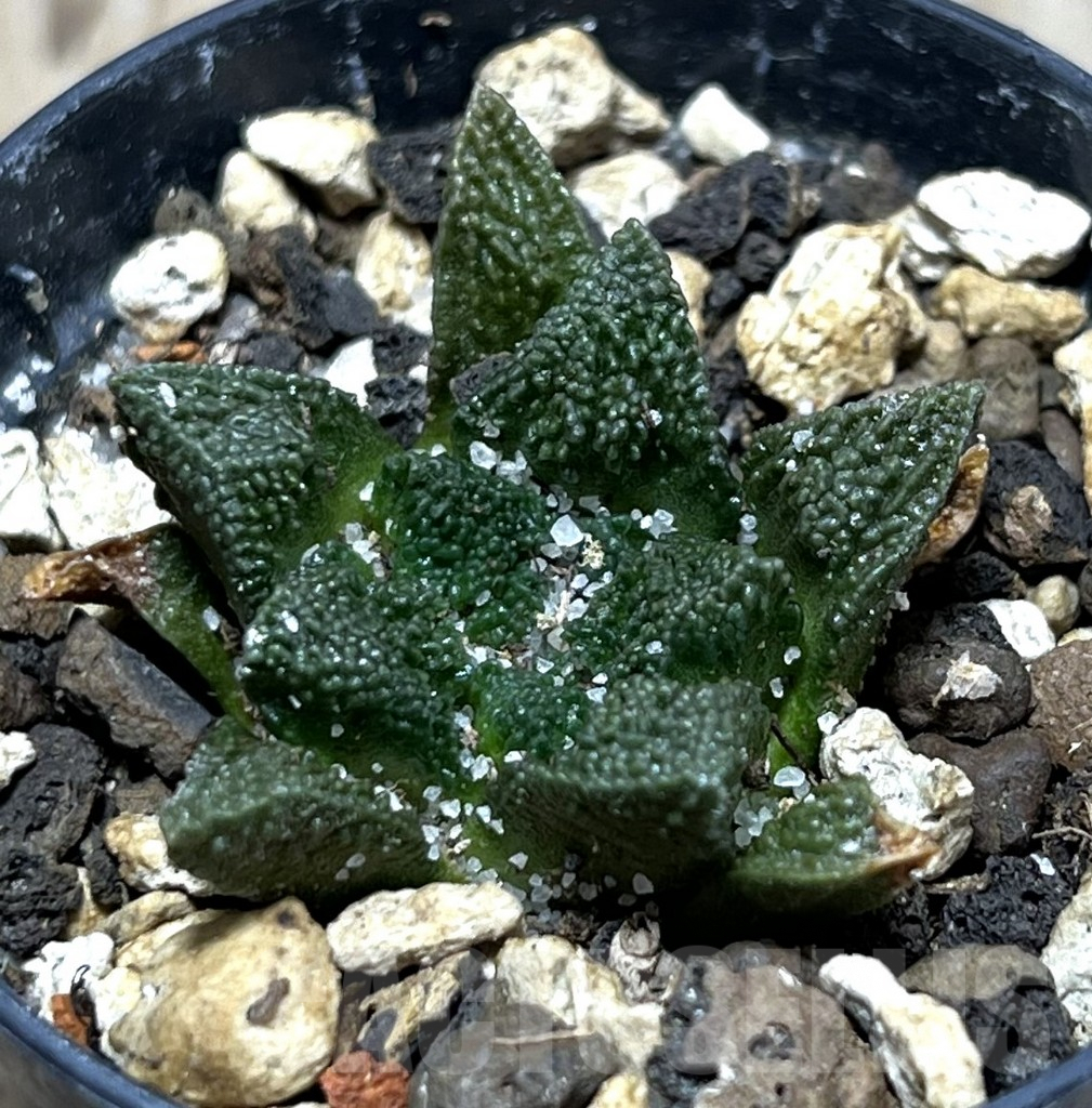 SHPR25180 Ariocarpus fissuratus -Cuatro Cienegas-