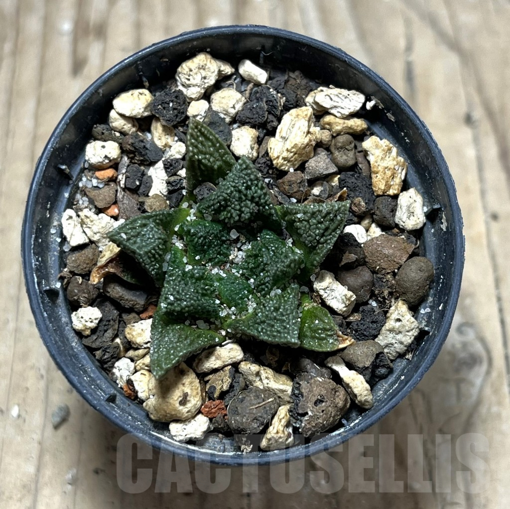 SHPR25180 Ariocarpus fissuratus -Cuatro Cienegas- - Image 2