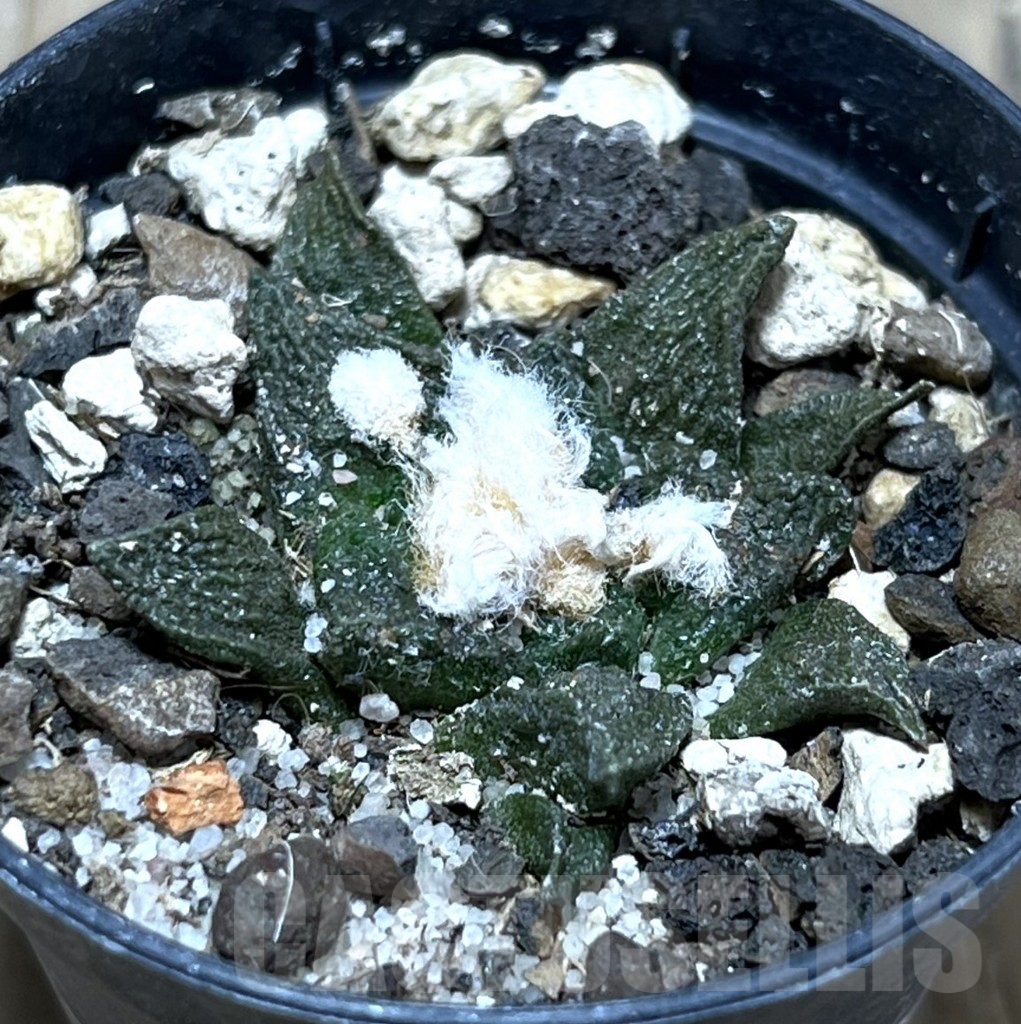 SHPR25181 Ariocarpus fissuratus -Cuatro Cienegas-