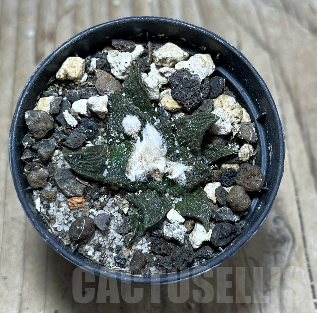 SHPR25181 Ariocarpus fissuratus -Cuatro Cienegas- – Bild 2