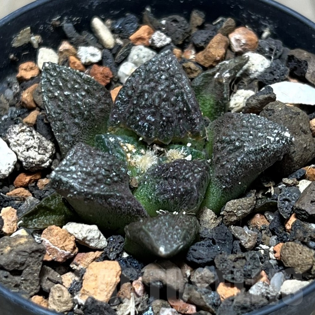 SHPR25182 Ariocarpus fissuratus -Cuatro Cienegas-