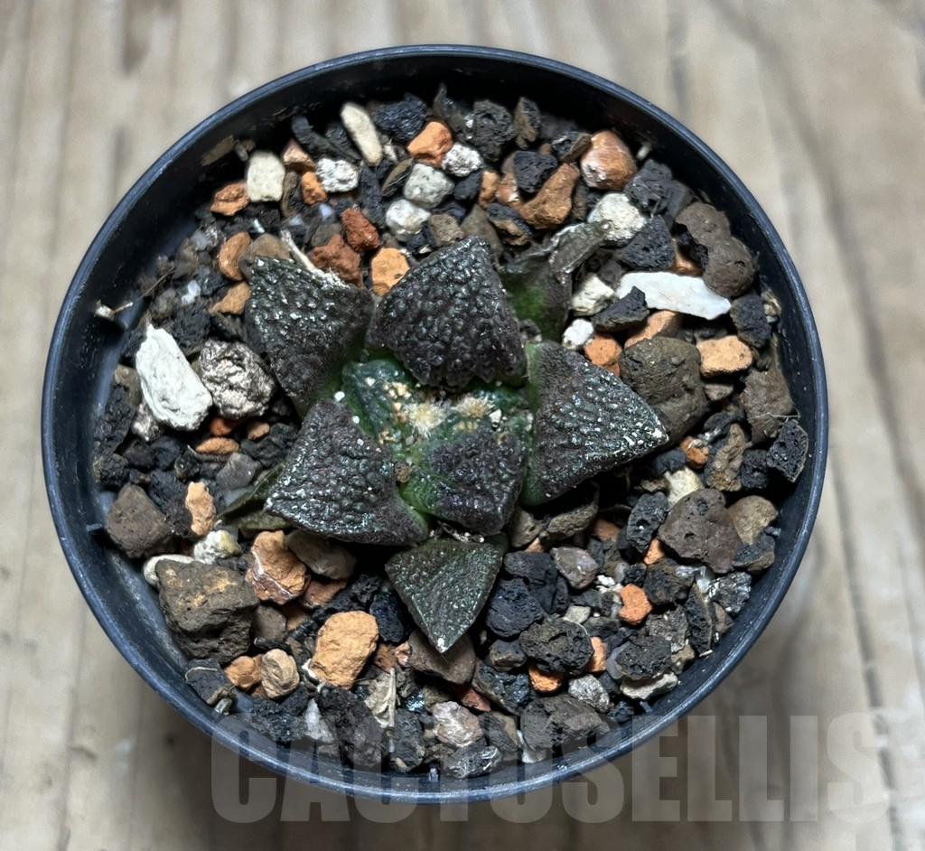 SHPR25182 Ariocarpus fissuratus -Cuatro Cienegas- - Зображення 2