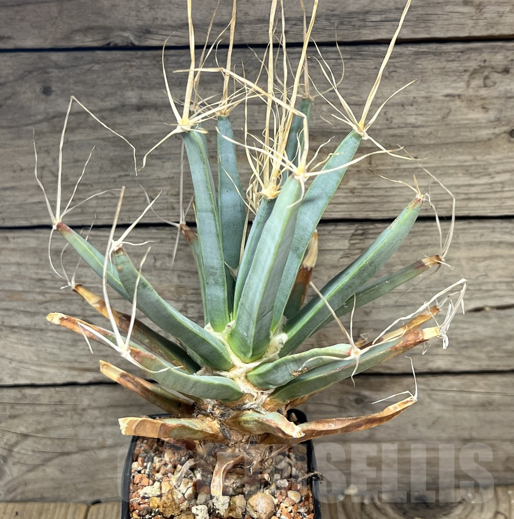 SHPR25190 Leuchtenbergia principis, 20 years