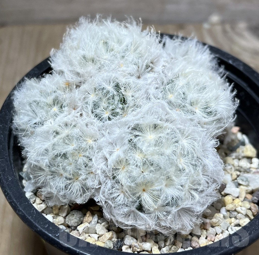 SHPR25212 Mammillaria plumosa