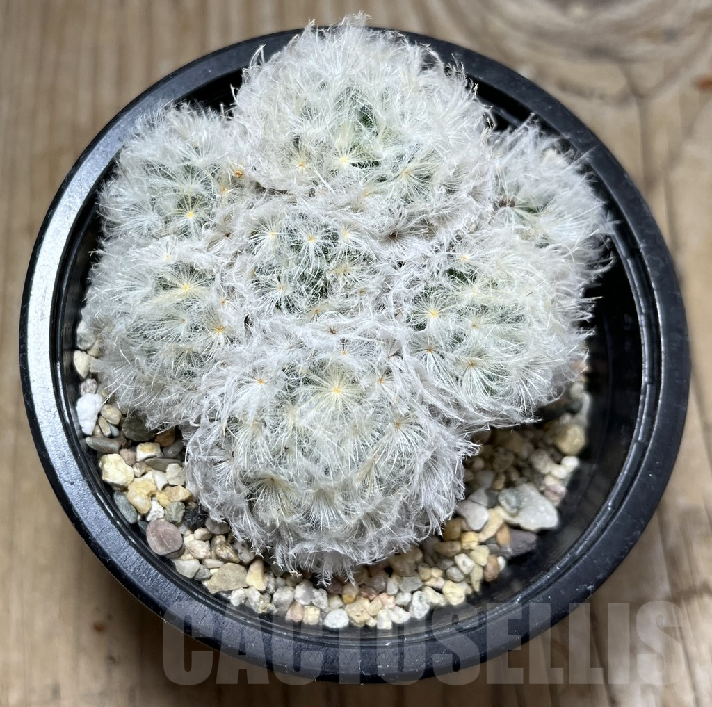 SHPR25212 Mammillaria plumosa - Image 2