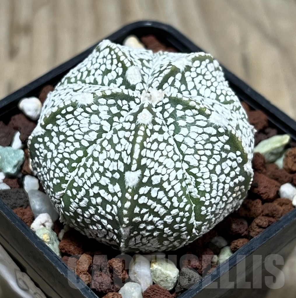 SHPR25213 Astrophytum asterias ‘Super kabuto’ x myriostigma ‘Onzuka’