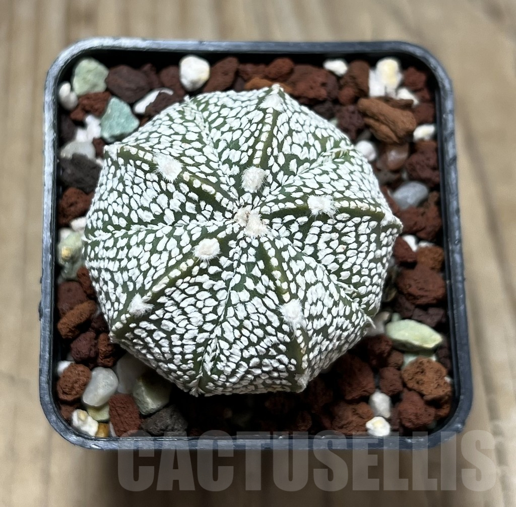SHPR25213 Astrophytum asterias ‘Super kabuto’ x myriostigma ‘Onzuka’ - Image 2
