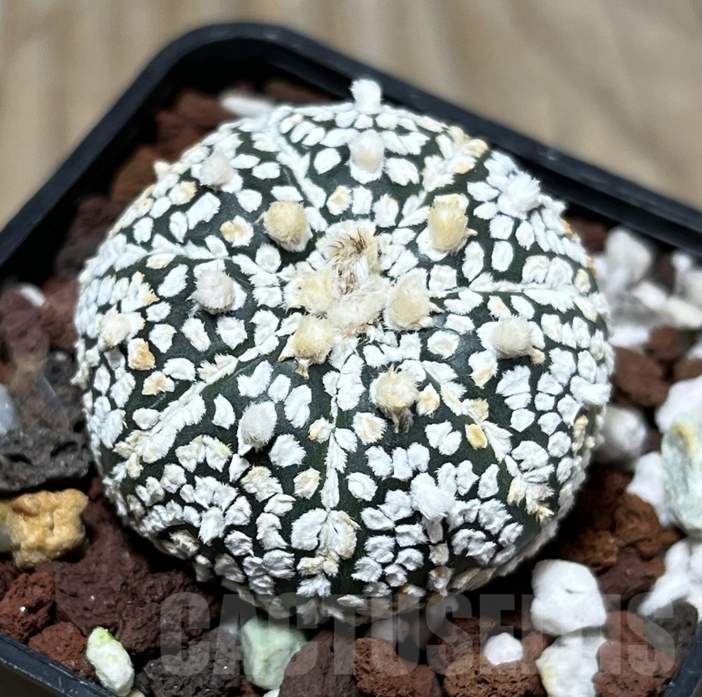 SHPR25214 Astrophytum asterias ‘Super kabuto’
