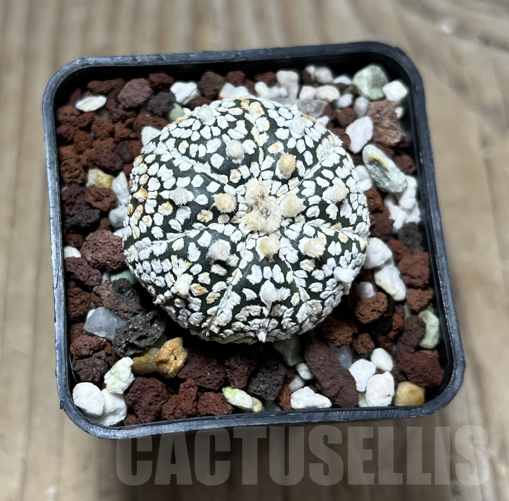 SHPR25214 Astrophytum asterias ‘Super kabuto’ - Obrázek 2