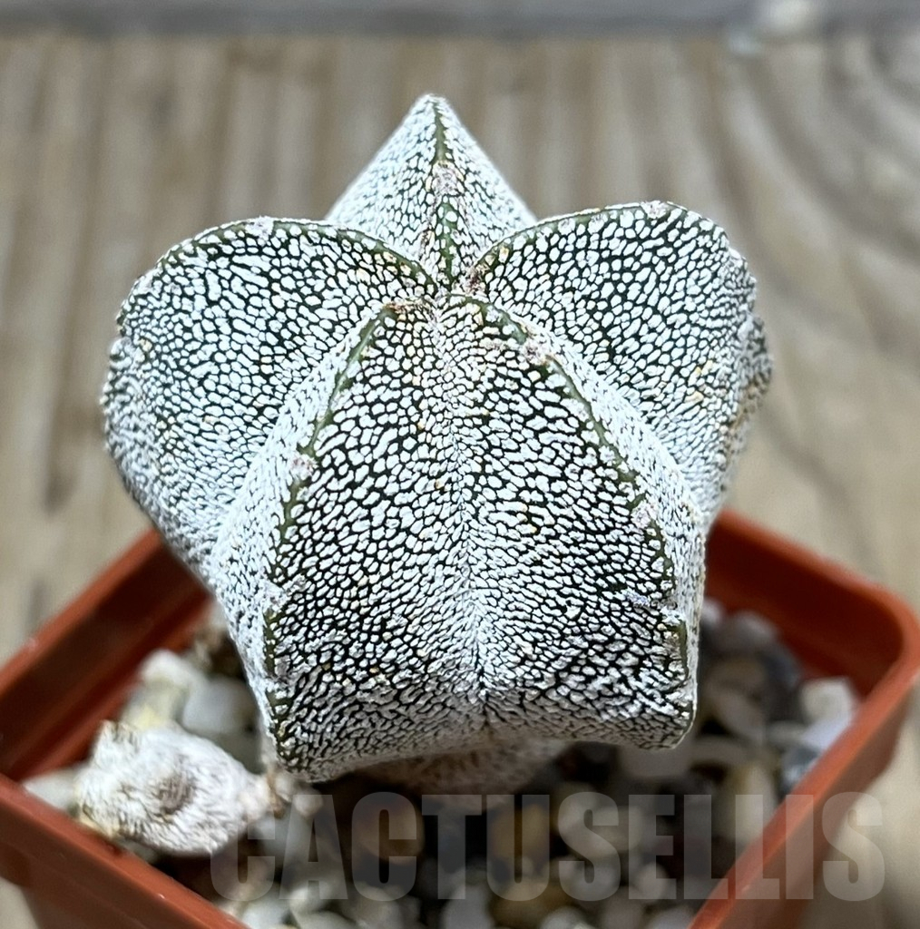 SHPR25215 Astrophytum myriostigma ‘Onzuka’