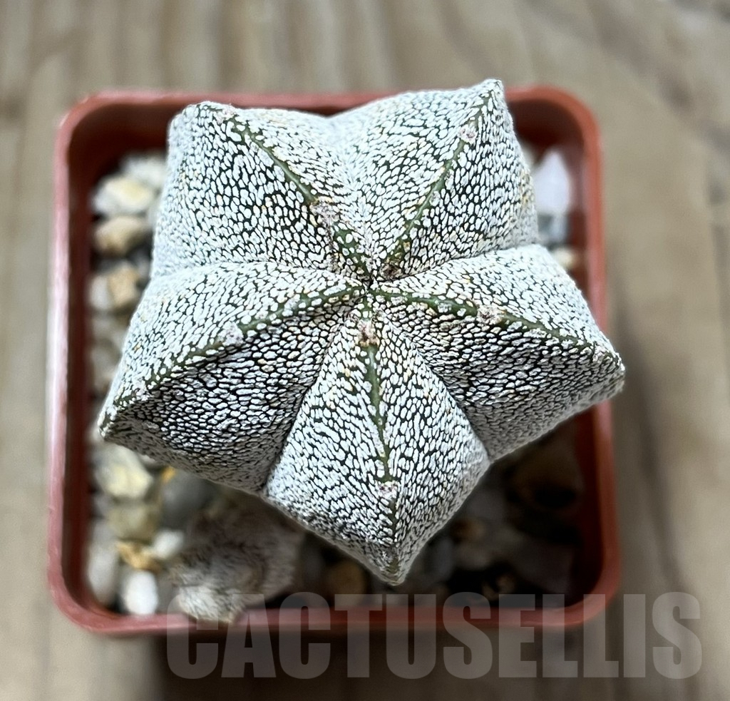 SHPR25215 Astrophytum myriostigma ‘Onzuka’ - Obrázek 2