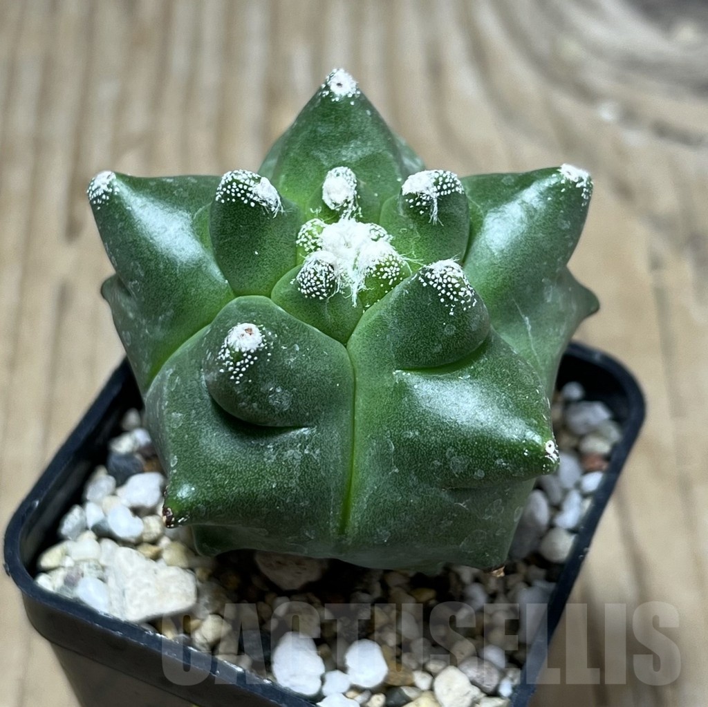 SHPR25216 Astrophytum myriostigma 'Kikko'