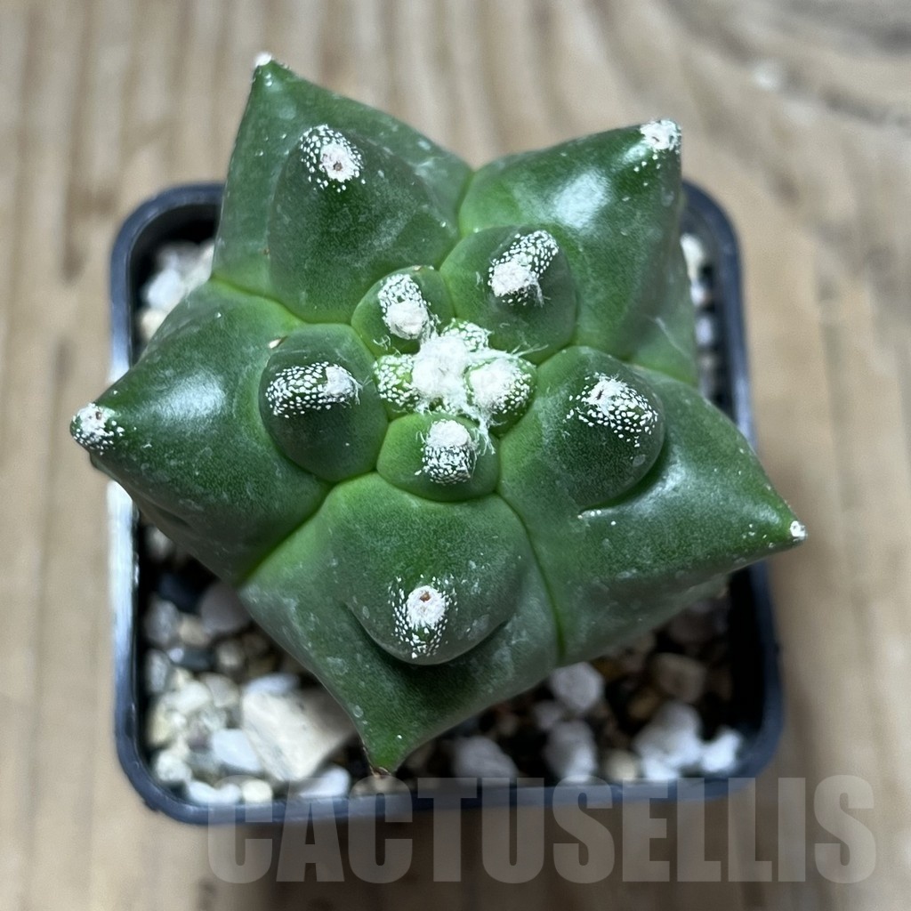 SHPR25216 Astrophytum myriostigma 'Kikko' - Image 2
