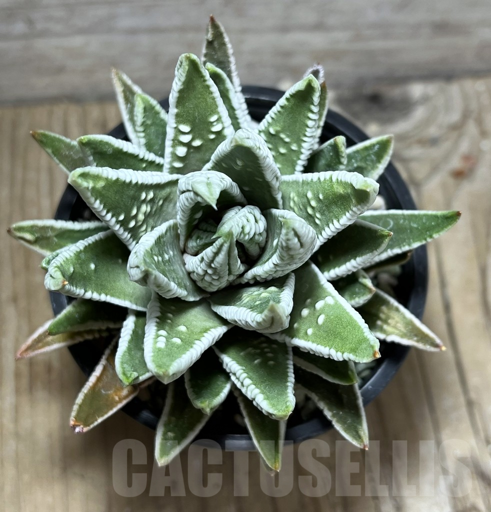 SHPR25217 Haworthia pumila 'Emperor' - Image 3