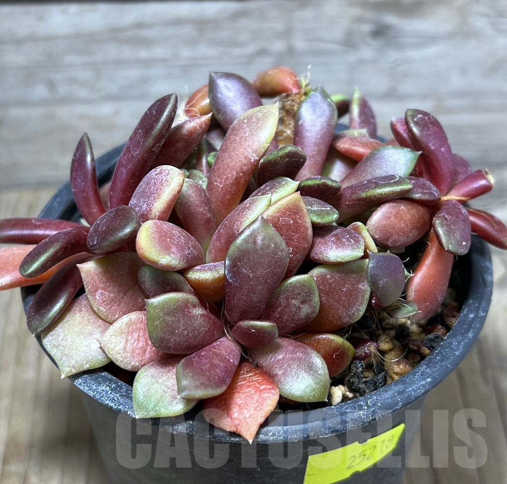 SHPR25218 Anacampseros rufescens 'Red'