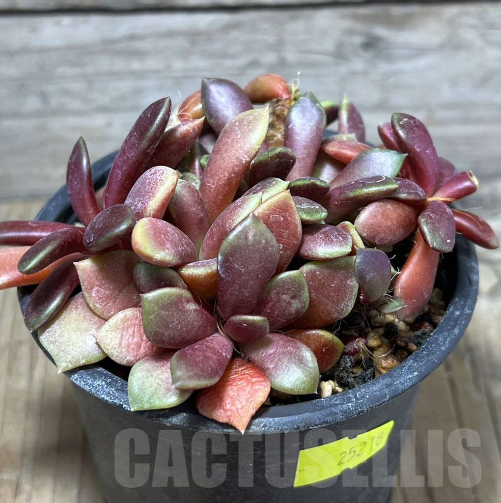 SHPR25218 Anacampseros rufescens 'Red' - Image 2