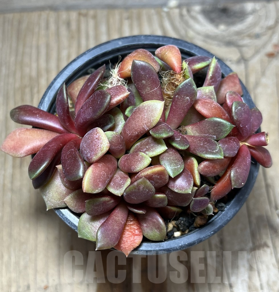 SHPR25218 Anacampseros rufescens 'Red' - Image 3