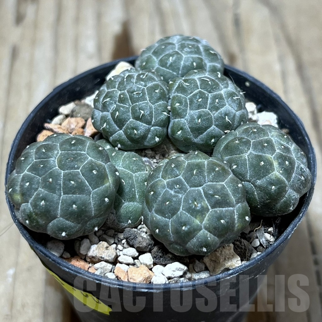 SHPR25219 Puna bonnieae f. inermis