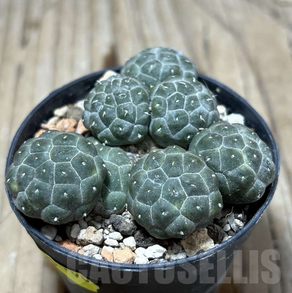 SHPR25219 Puna bonnieae f. inermis - Image 2