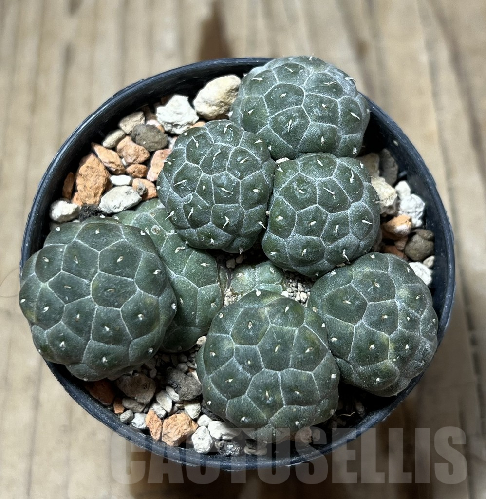 SHPR25219 Puna bonnieae f. inermis - Image 3