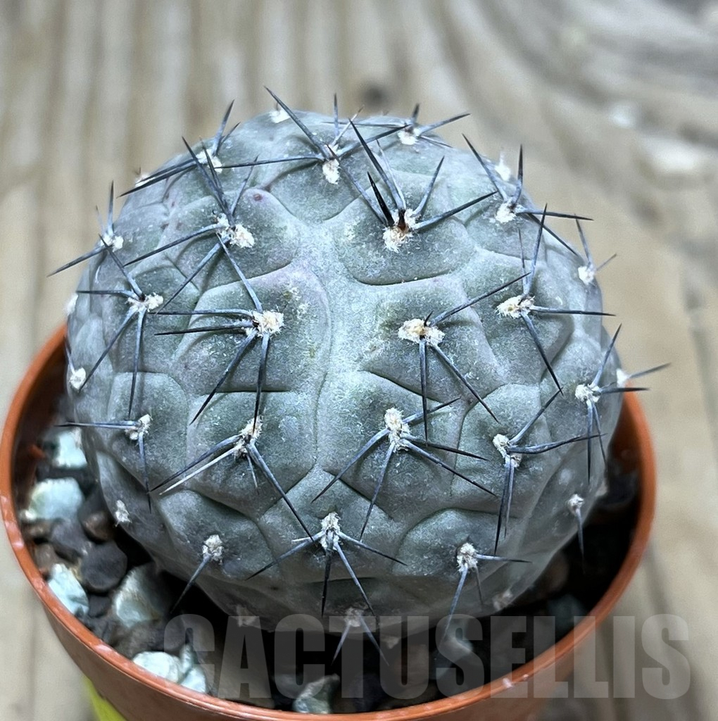 SHPR25221 Tephrocactus geometricus - Image 3