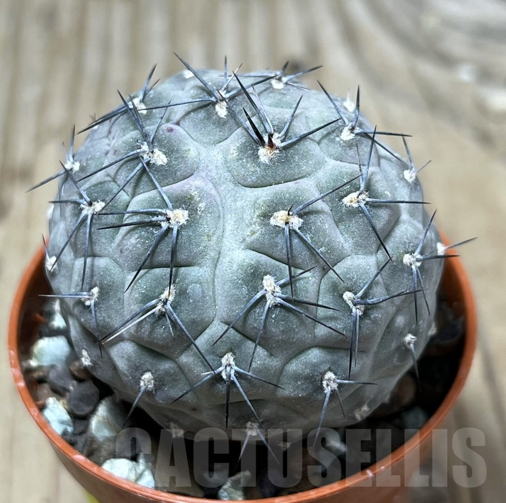 SHPR25221 Tephrocactus geometricus