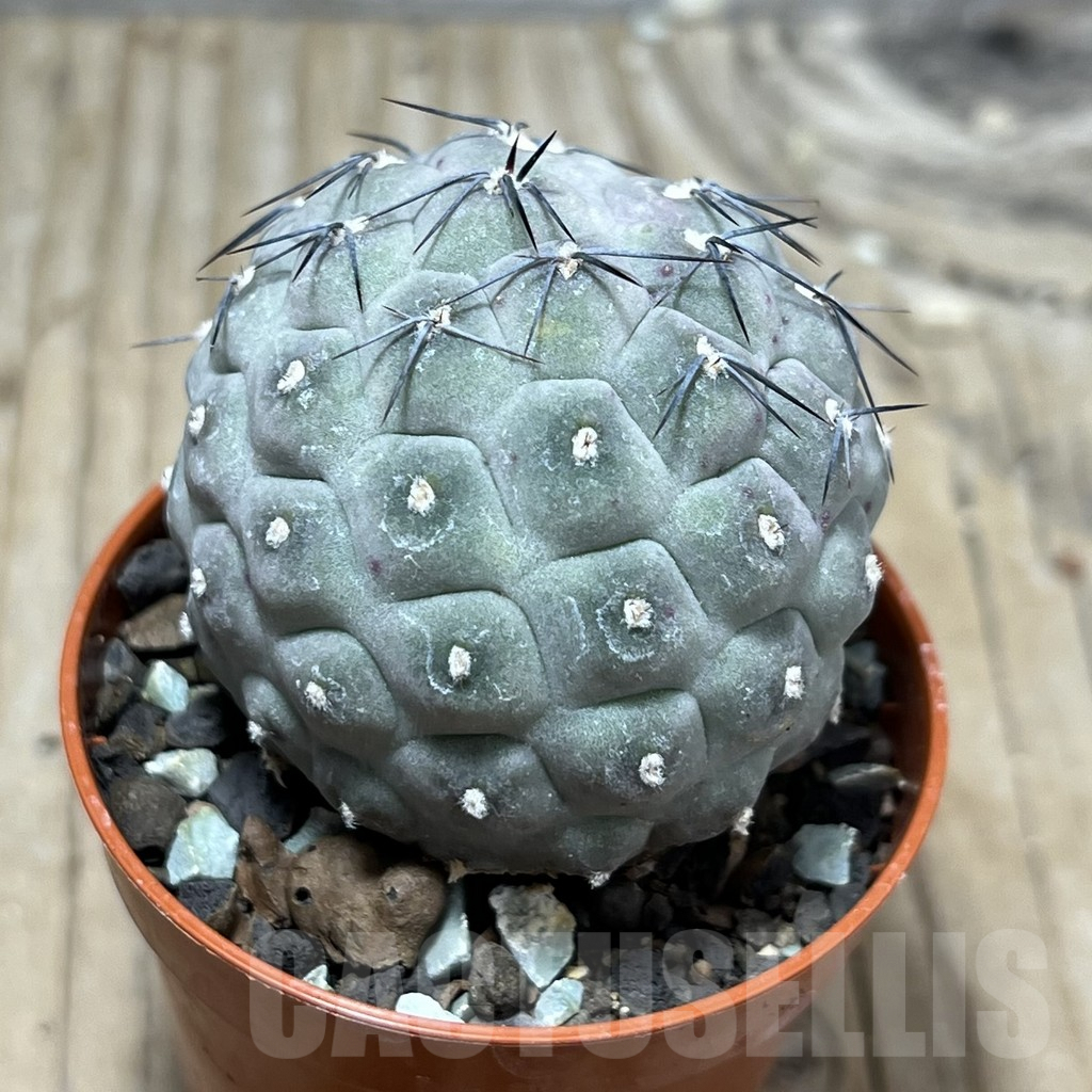 SHPR25221 Tephrocactus geometricus - Image 2