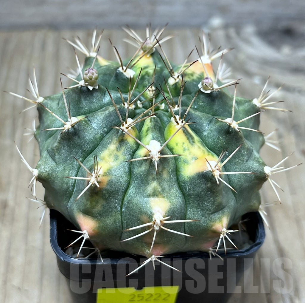 SHPR25222 Gymnocalycium hybrid f. variegata - Image 2