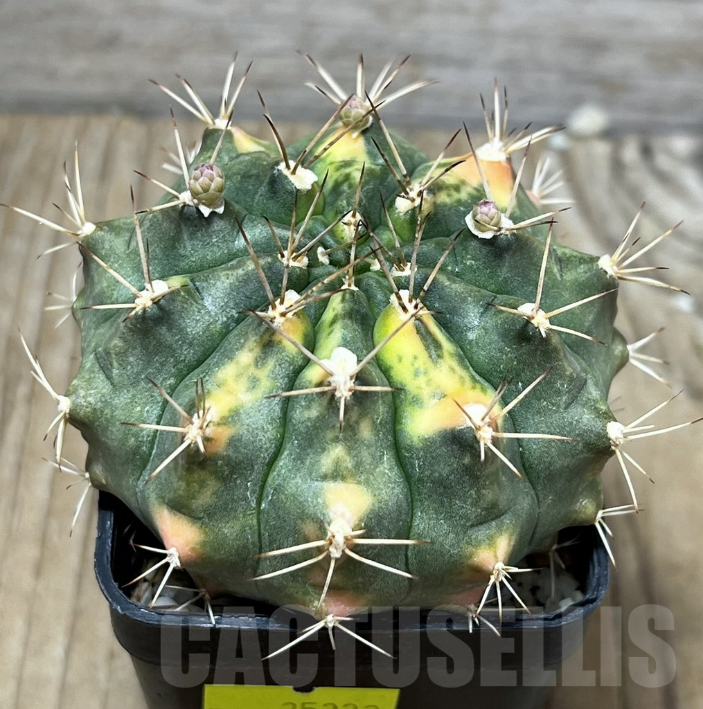 SHPR25222 Gymnocalycium hybrid f. variegata - Image 4