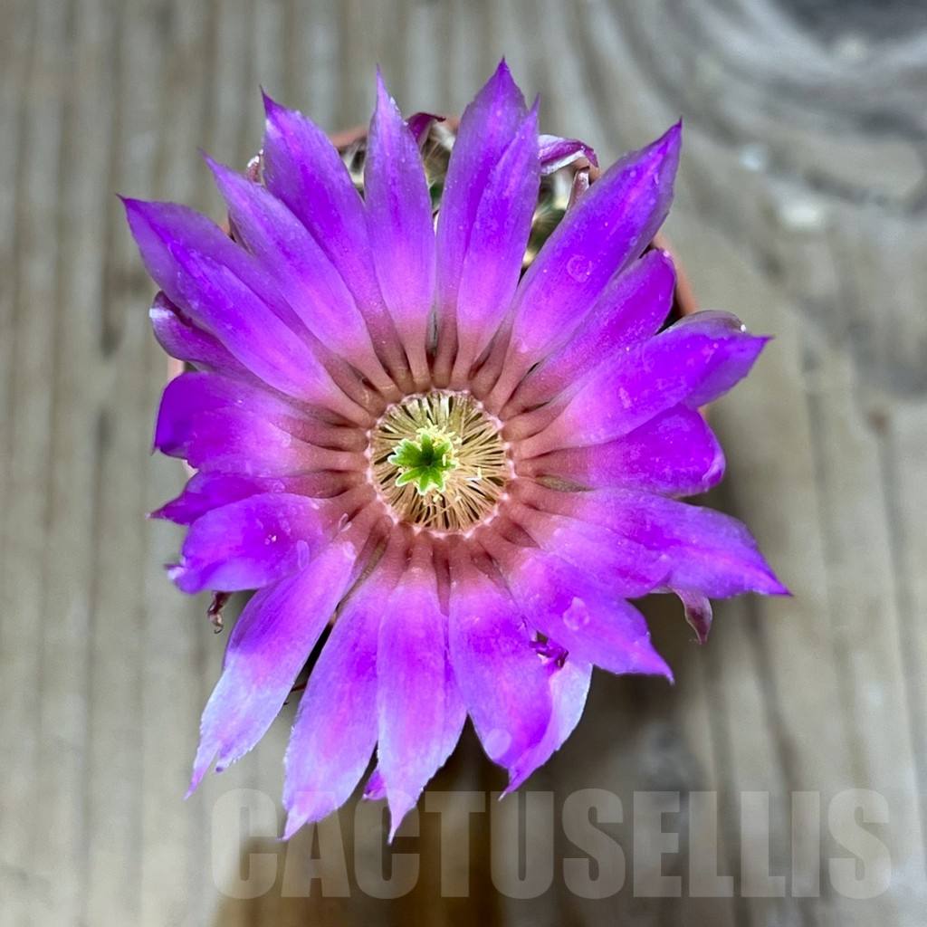 SHPR25223 Echinocereus reichenbachii hybrid