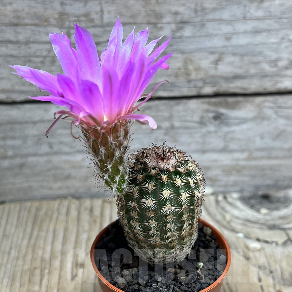 SHPR25223 Echinocereus reichenbachii hybrid - Image 2