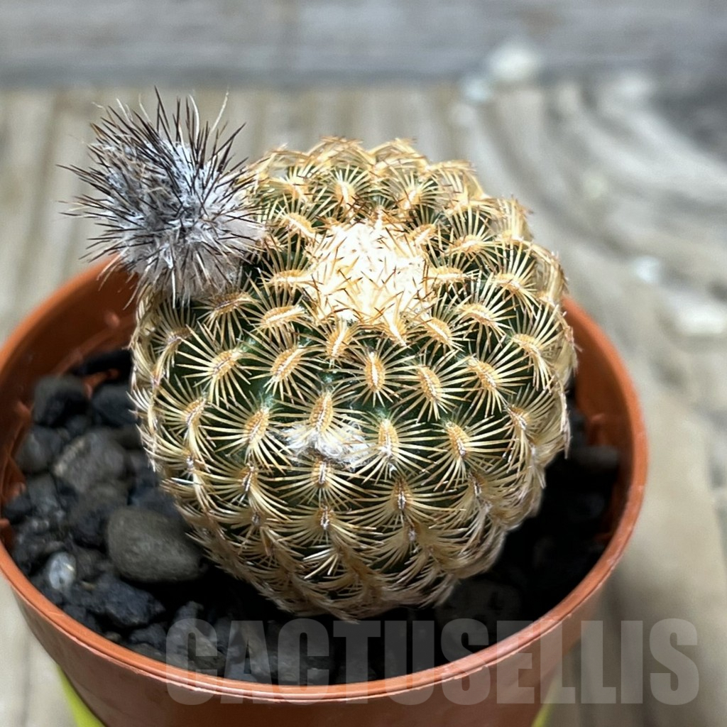 SHPR25224 Echinocereus reichenbachii minor - Image 3