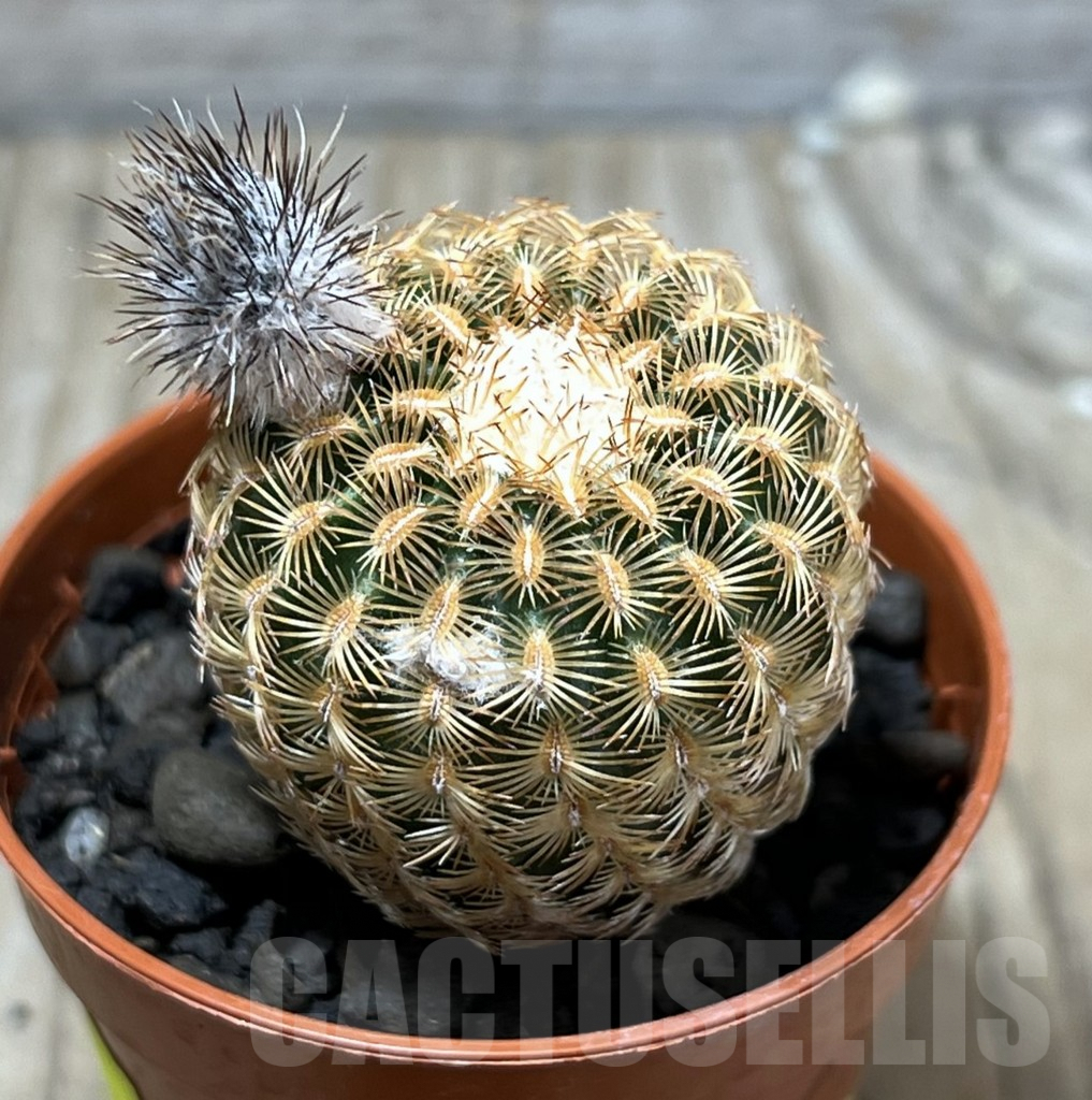 SHPR25224 Echinocereus reichenbachii minor