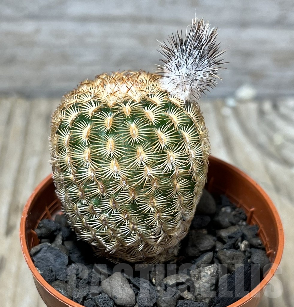 SHPR25224 Echinocereus reichenbachii minor - Image 2