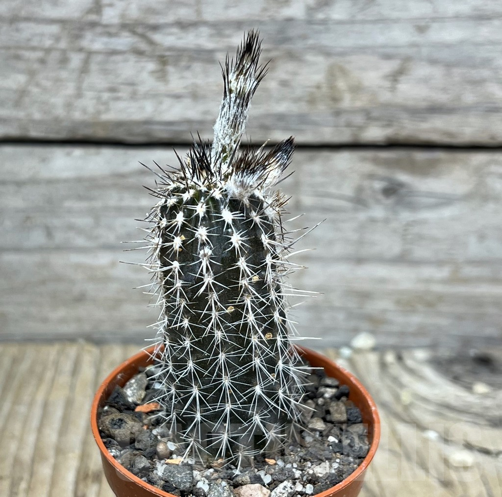 SHPR25225 Setiechinopsis mirabilis