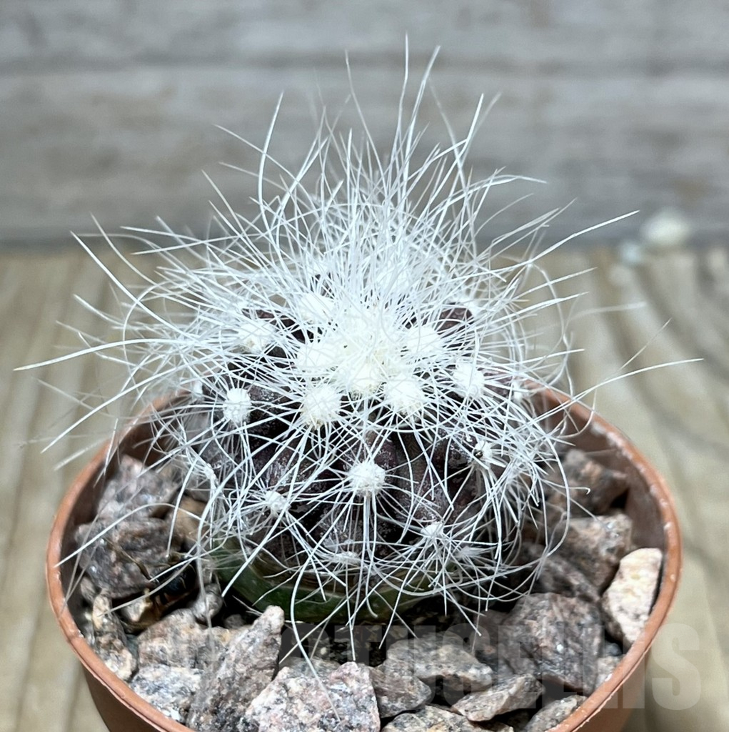 SHPR25226 Copiapoa krainziana JMT97, grafted - Image 2