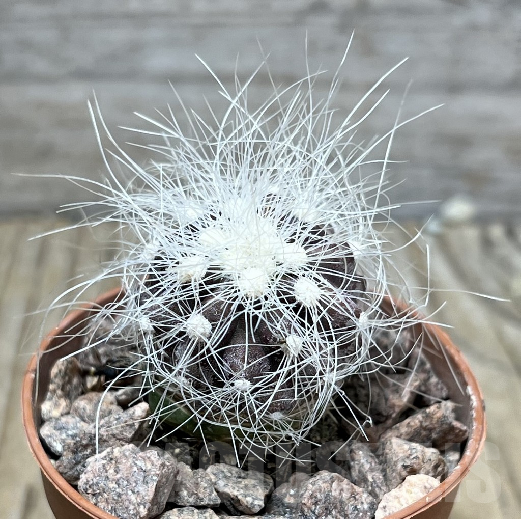 SHPR25226 Copiapoa krainziana JMT97, grafted