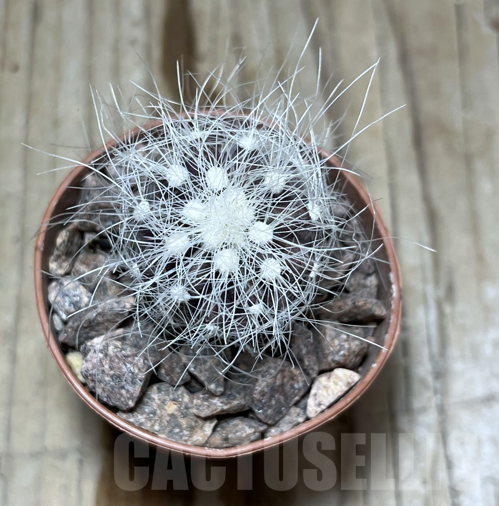 SHPR25226 Copiapoa krainziana JMT97, grafted - Image 3