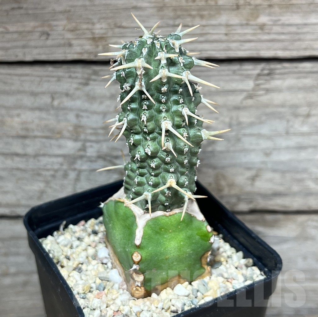 SHPR25227 Euphorbia phillipsioides, grafted - immagine 2