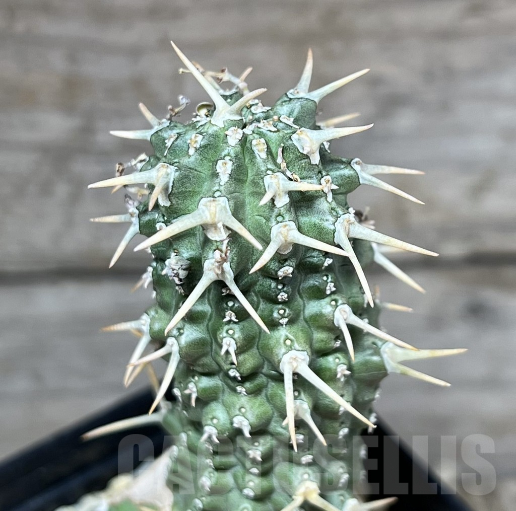 SHPR25227 Euphorbia phillipsioides, grafted