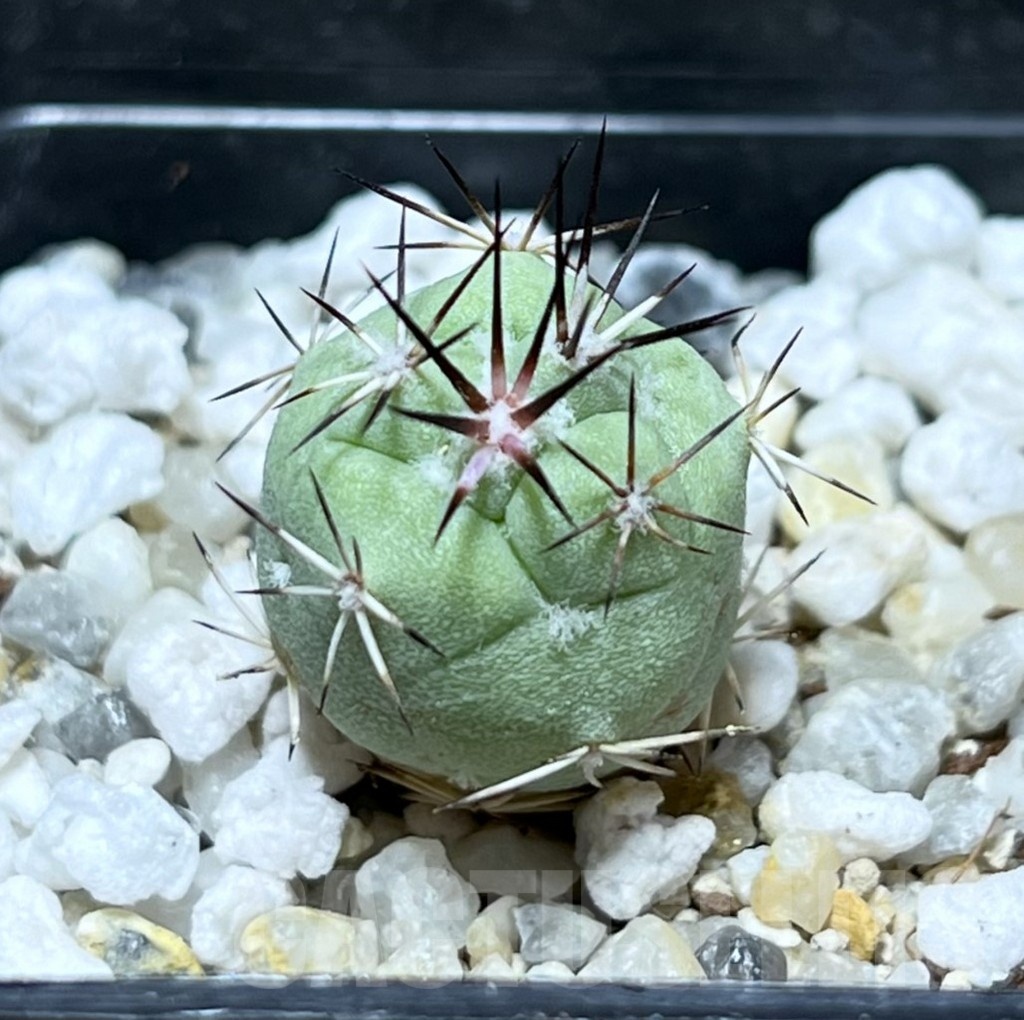 SHPR25277 Ortegocactus macdougallii