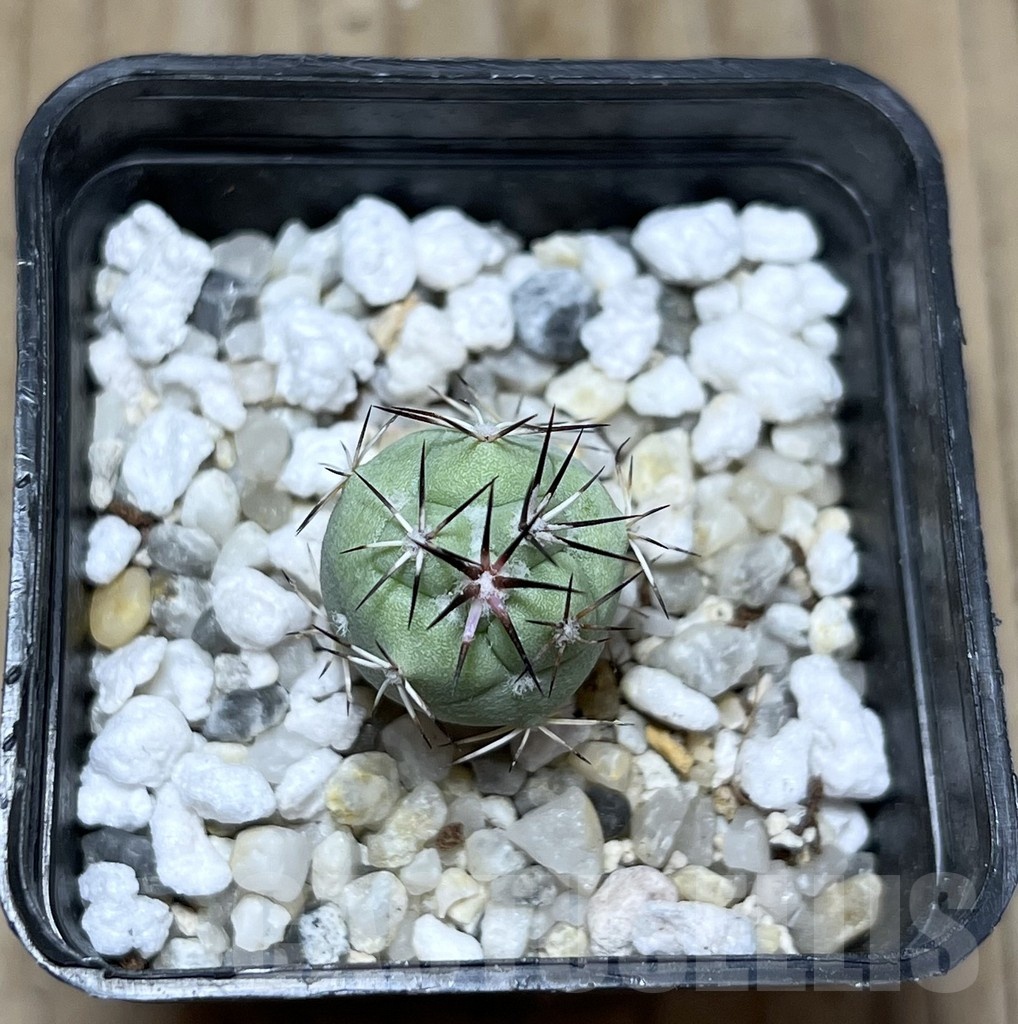 SHPR25277 Ortegocactus macdougallii - Obrázek 2