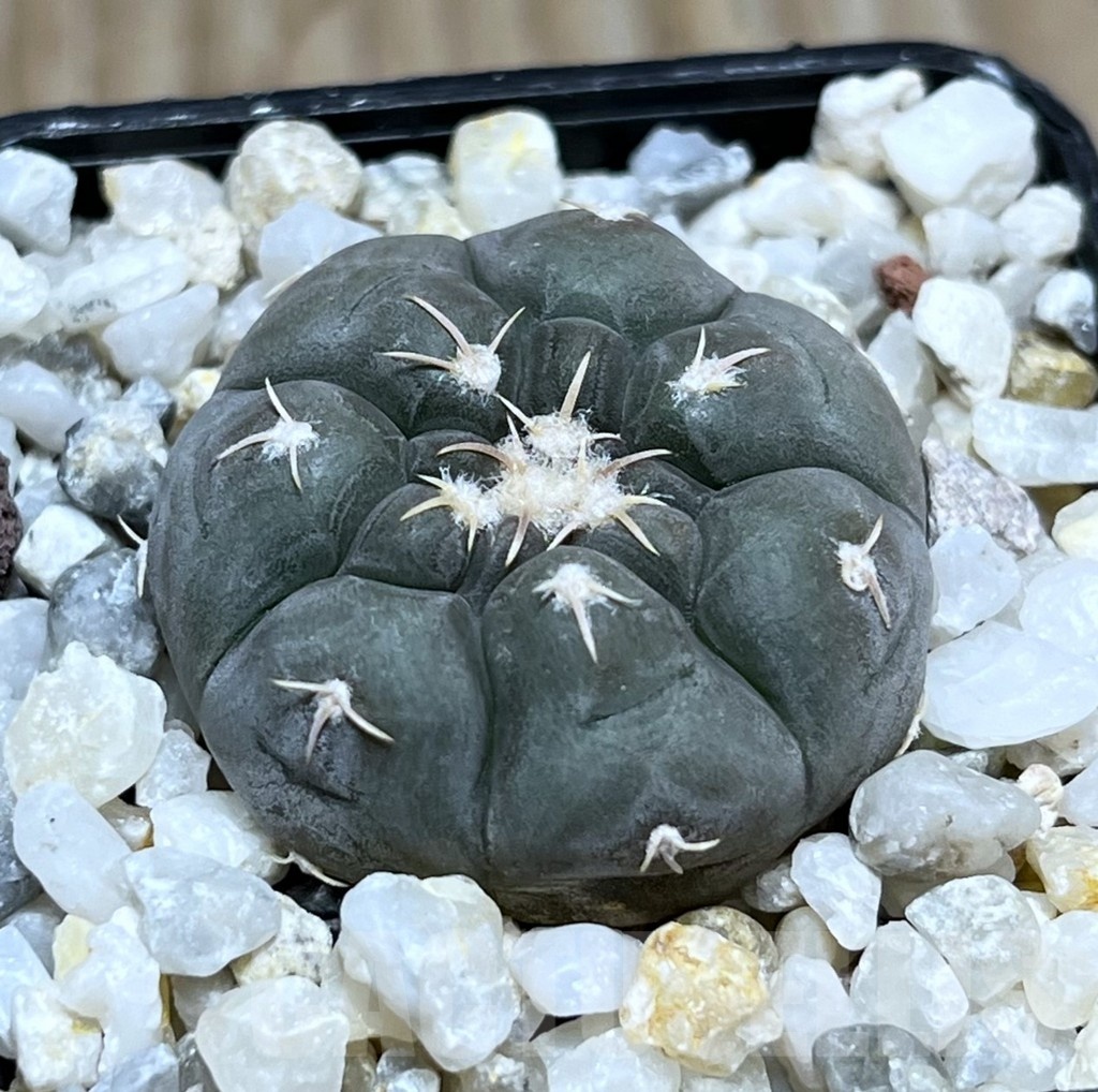 SHPR25284 Gymnocalycium prochazkianum