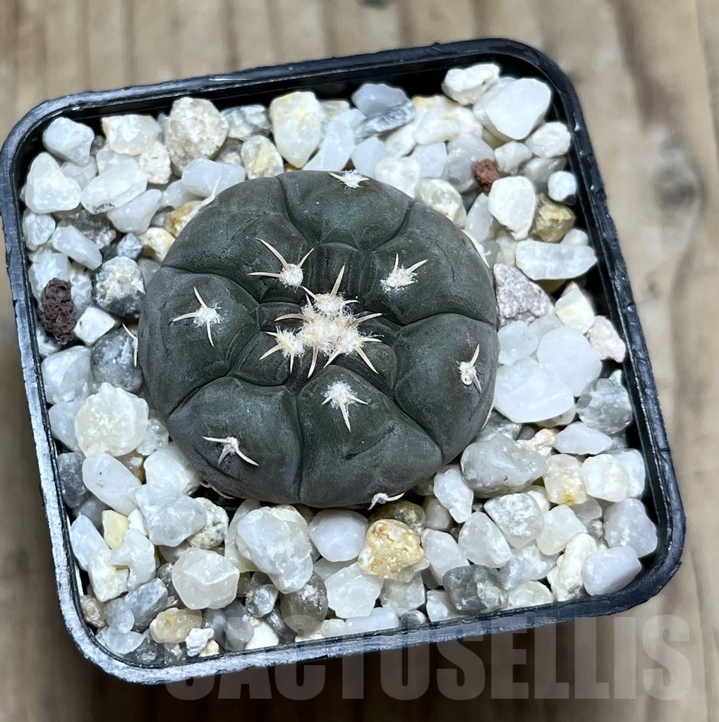 SHPR25284 Gymnocalycium prochazkianum - Image 2